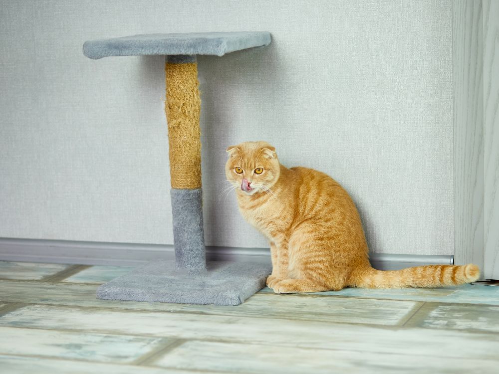 Como fazer arranhador para gato? 2 Como fazer arranhador para gato?