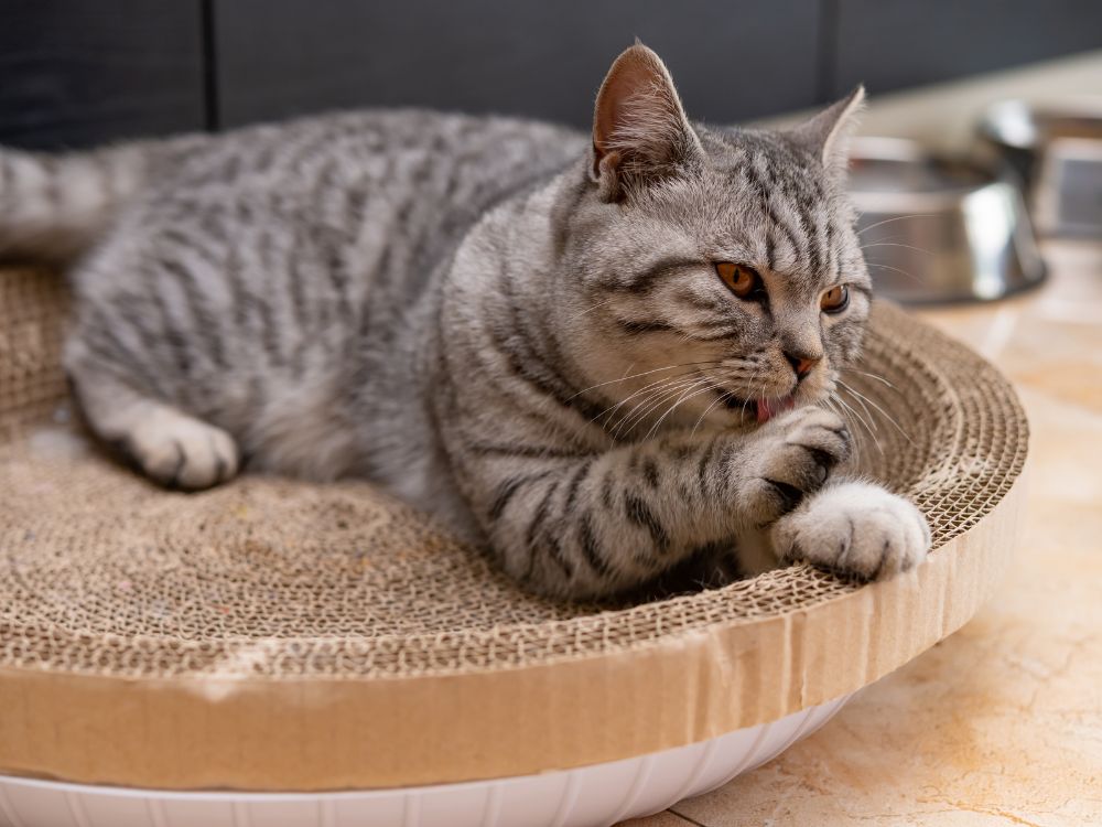 Como fazer arranhador para gato? 4 Como fazer arranhador para gato?