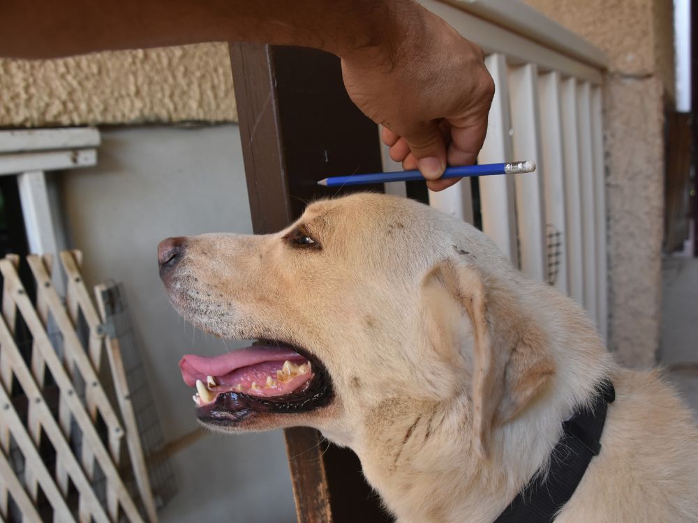 Como medir cachorro e comprar roupas, caminha e casinha? 1 Como medir cachorro