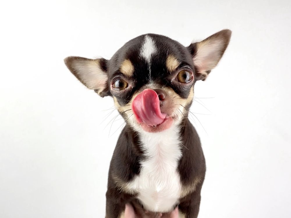 Como medir cachorro e comprar roupas, caminha e casinha? 2 Como medir cachorro