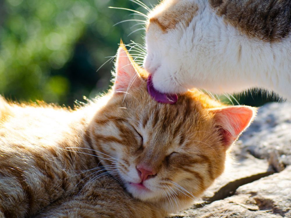Como os gatos se comunicam?