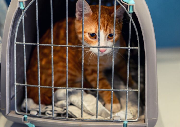 Como transportar gatos sem estresse?