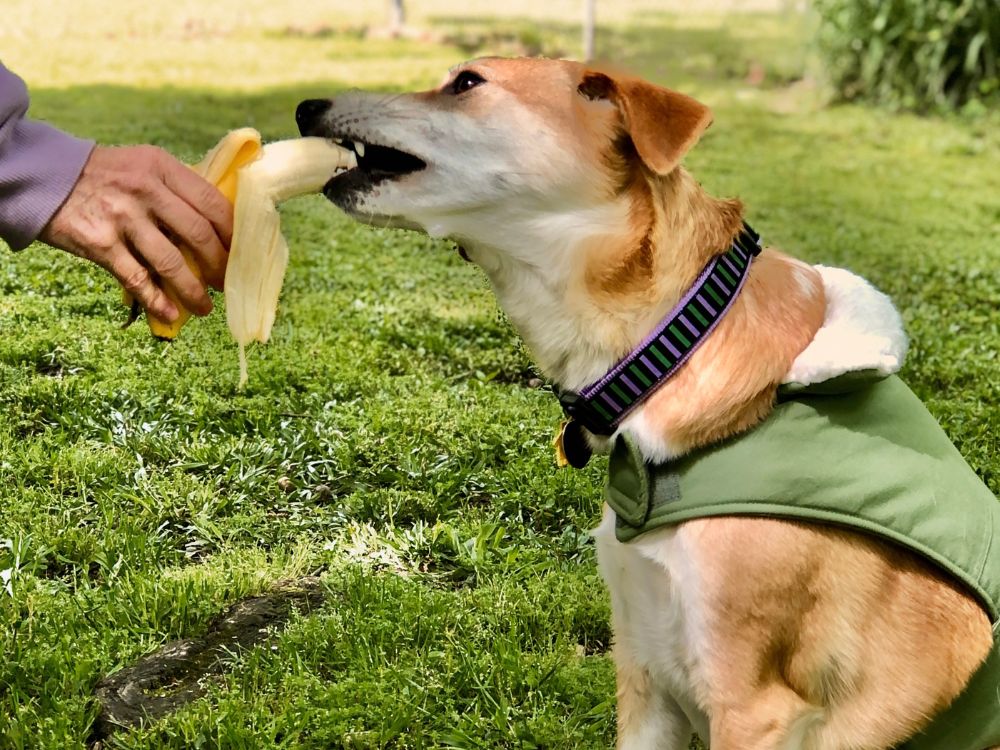 Pode dar banana para cachorro? 1 Pode dar banana para cachorro?
