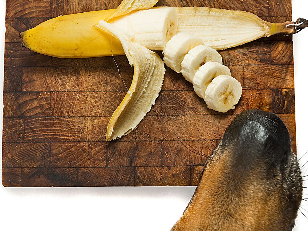 Pode dar banana para cachorro? 2 Pode dar banana para cachorro?
