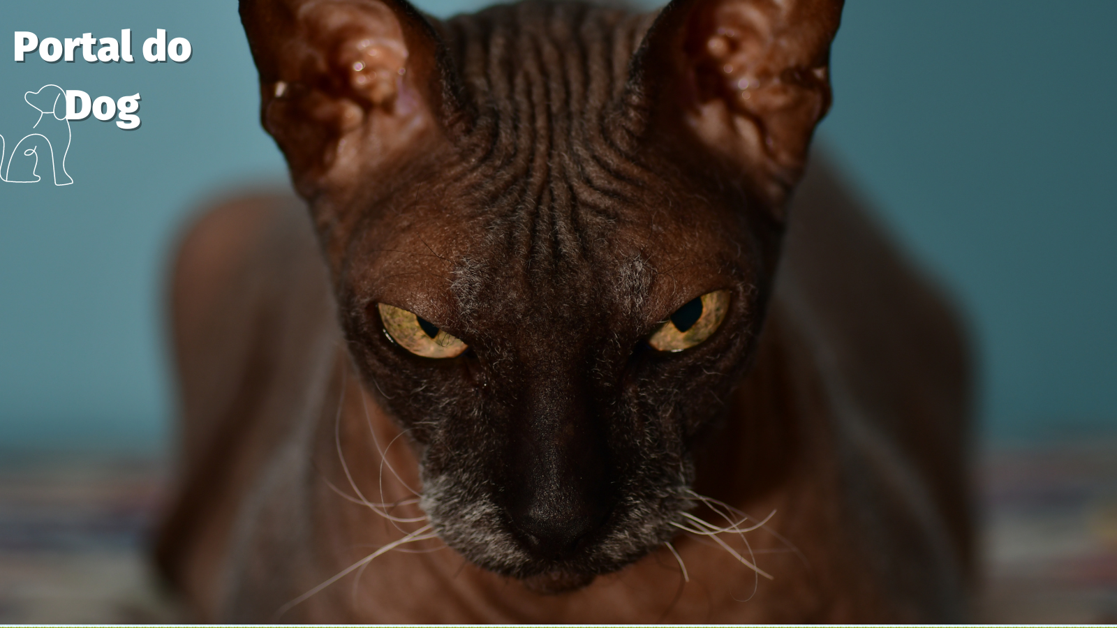 Sphynx preto