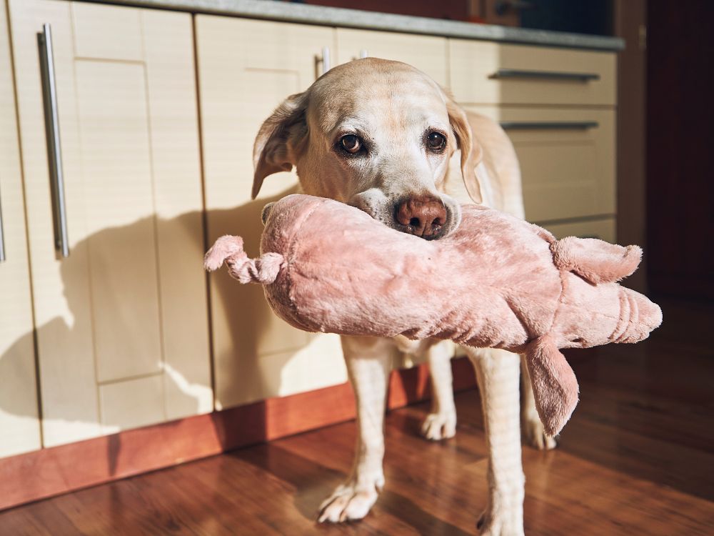 Brinquedos perigosos para cachorro: Conheça e evite! 2 brinquedos perigosos para cachorro