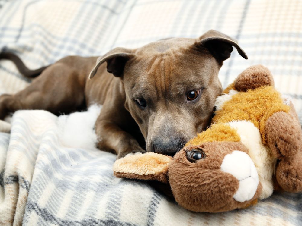 Brinquedos perigosos para cachorro: Conheça e evite! 4 brinquedos perigosos para cachorro