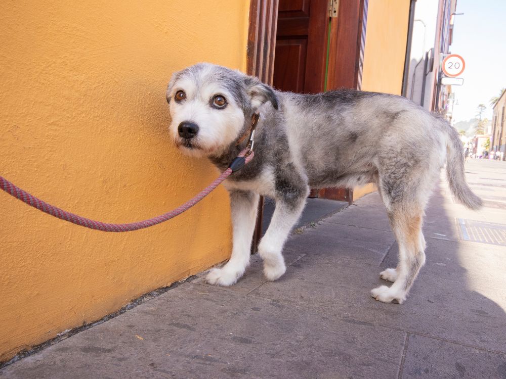 5 dicas para ajudar seu cachorro com medo de estranhos 1 cachorro com medo de estranhos