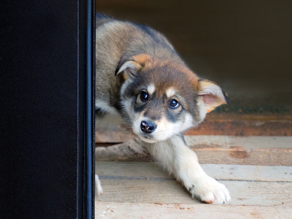 5 dicas para ajudar seu cachorro com medo de estranhos 2 cachorro com medo de estranhos
