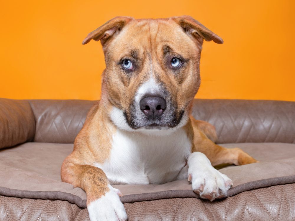 5 dicas para ajudar seu cachorro com medo de estranhos 3 cachorro com medo de estranhos