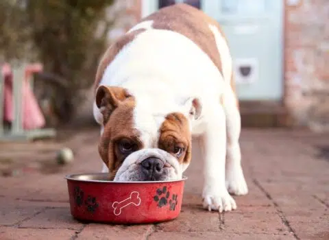 cachorro pode comer ameixa
