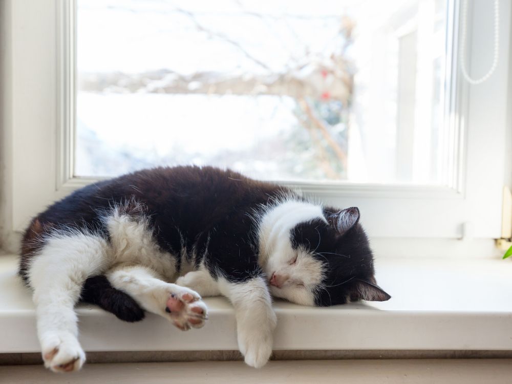 coisas que os gatos adoram