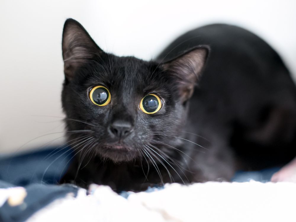 Como funciona a pupila dos gatos?