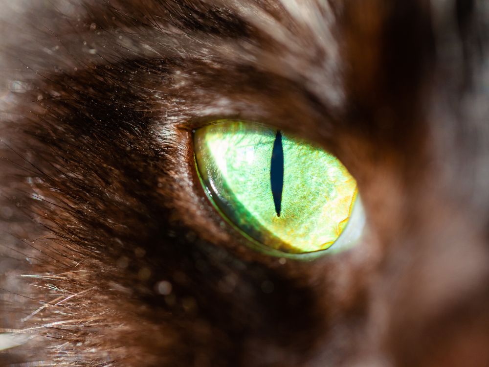 Como funciona a pupila dos gatos?