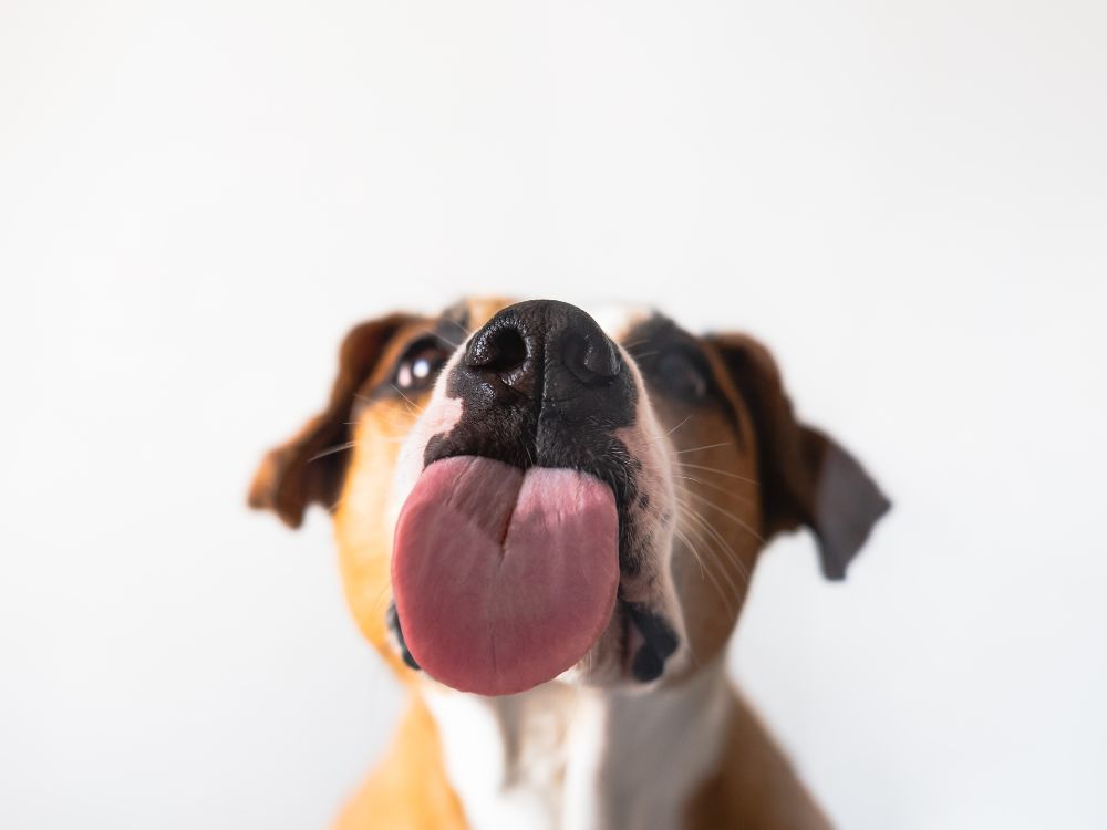 curiosidades sobre o paladar dos cachorros