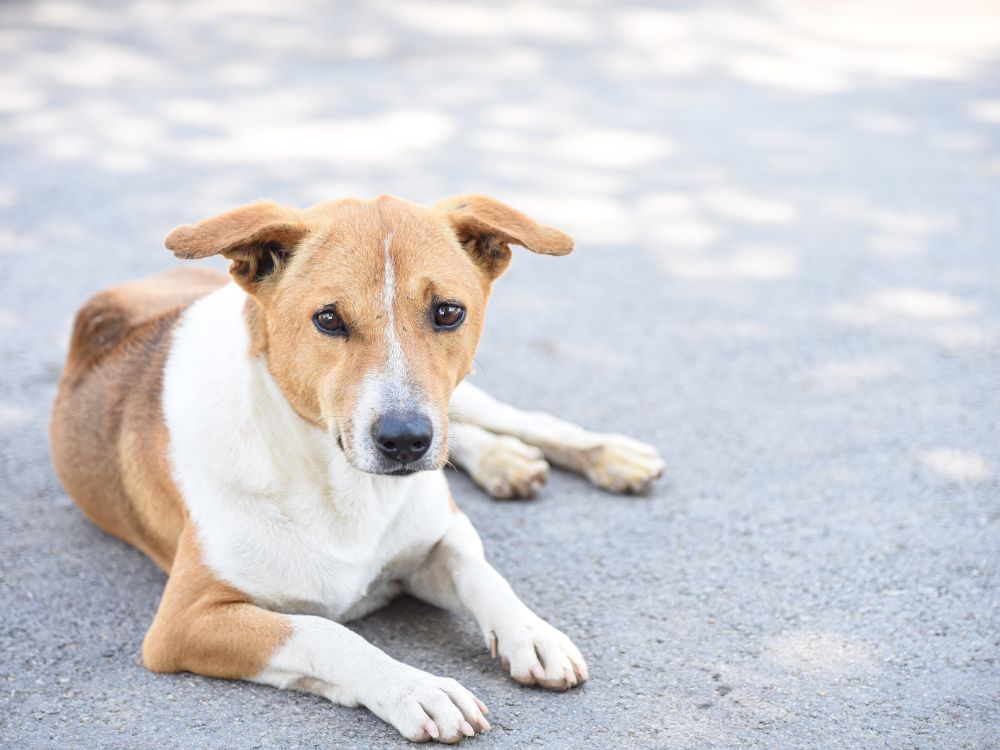 5 curiosidades sobre os cachorros sem raça definida 1 curiosidades sobre os cachorros sem raça definida