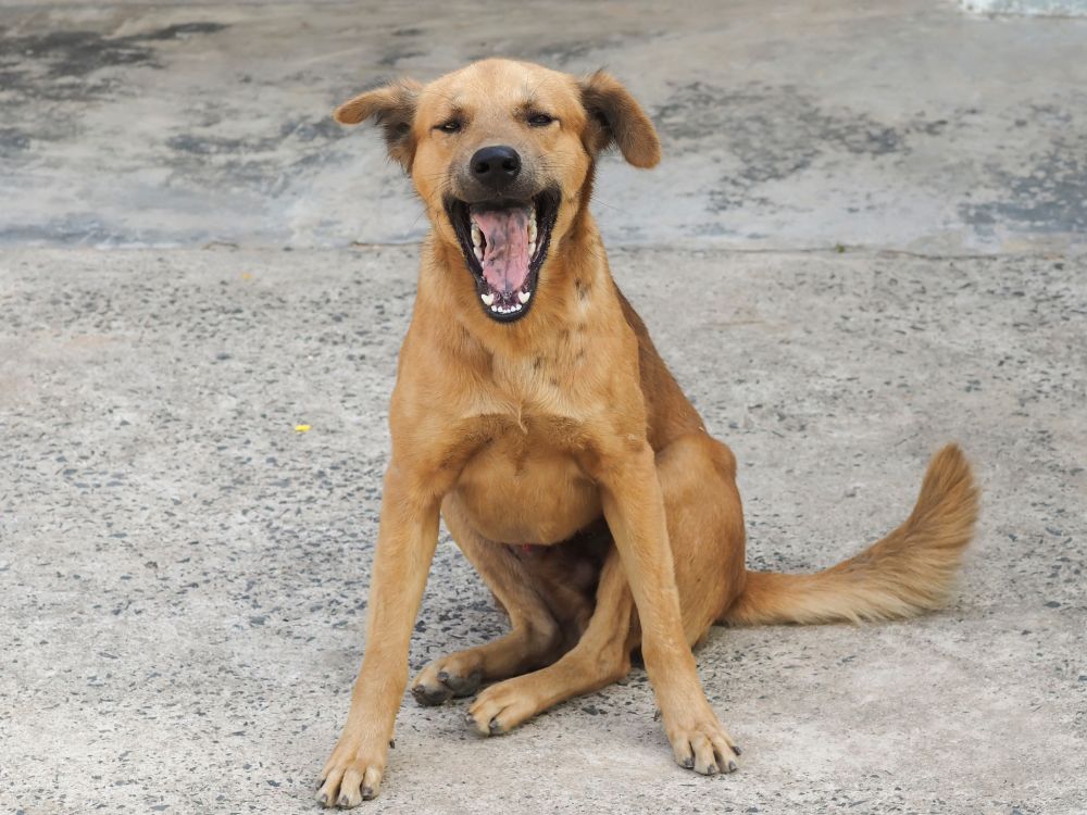 5 curiosidades sobre os cachorros sem raça definida 4 curiosidades sobre os cachorros sem raça definida