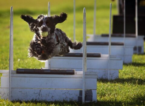 esportes caninos