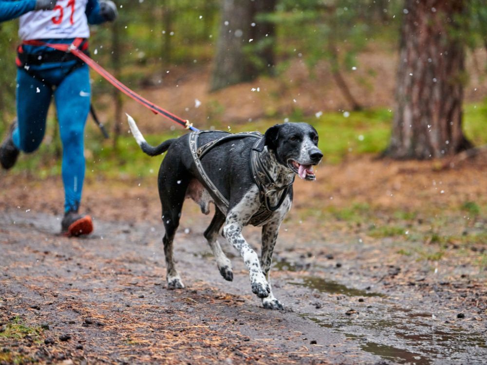 esportes caninos