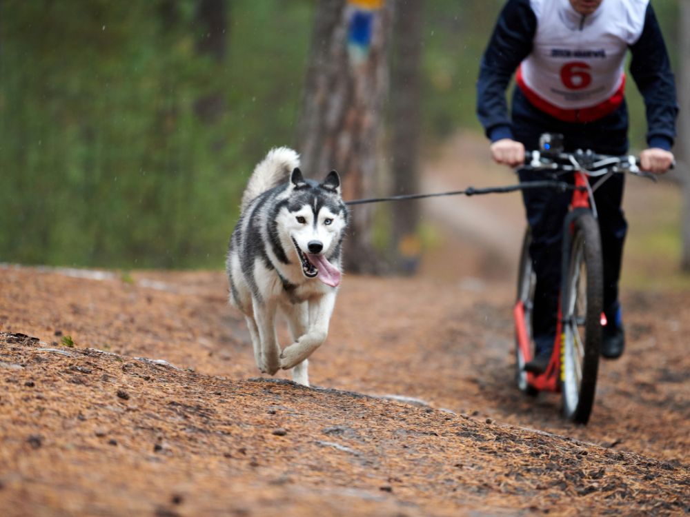 esportes caninos