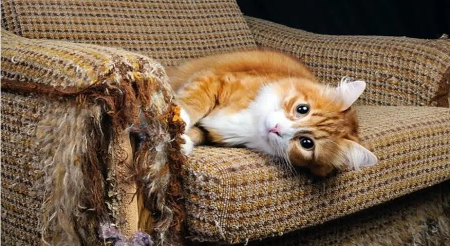 gato-arranha-sofa