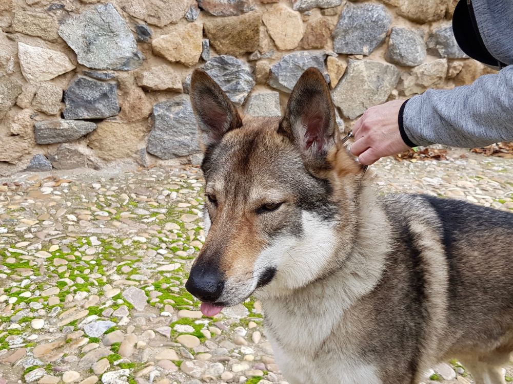 raça de cachorro que parece um lobo
