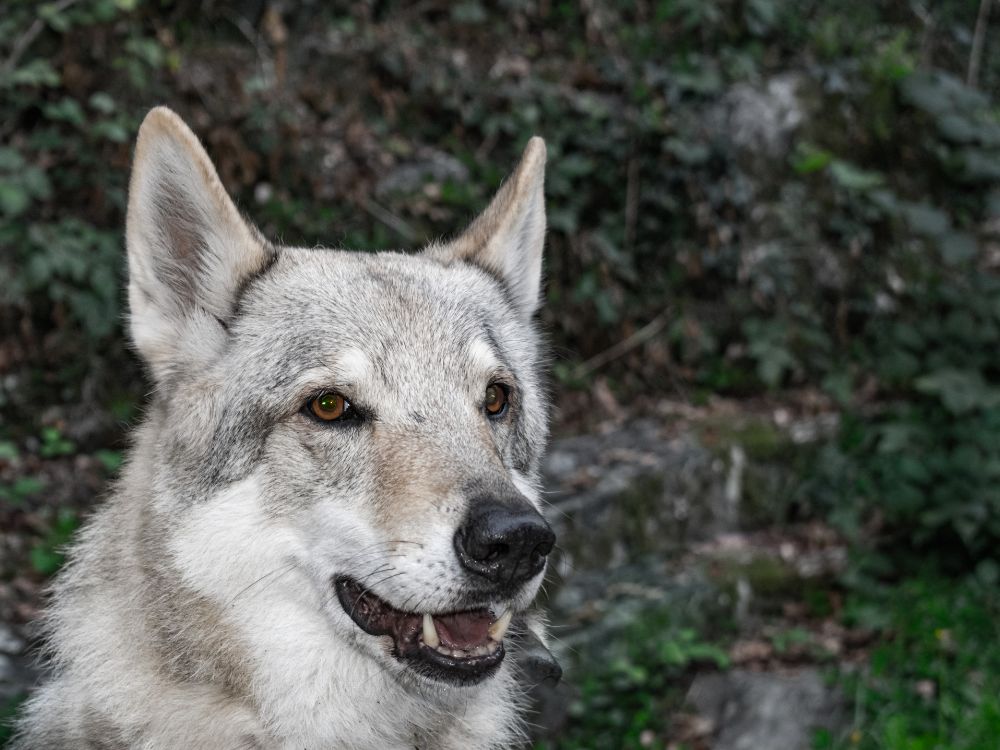 raça de cachorro que parece um lobo