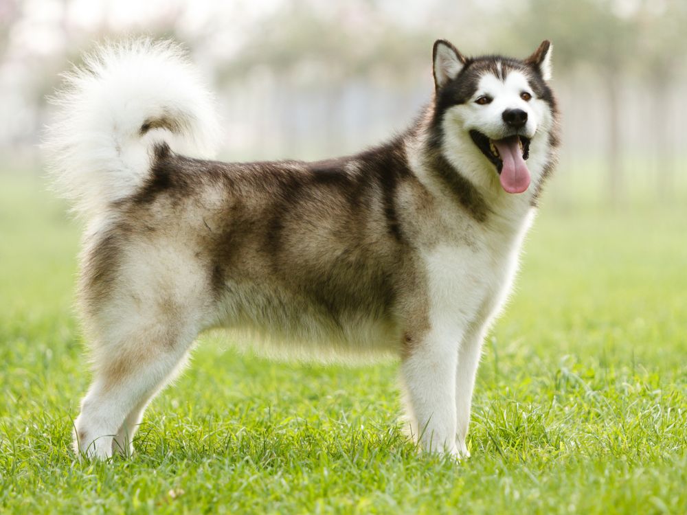 raça de cachorro que parece um lobo