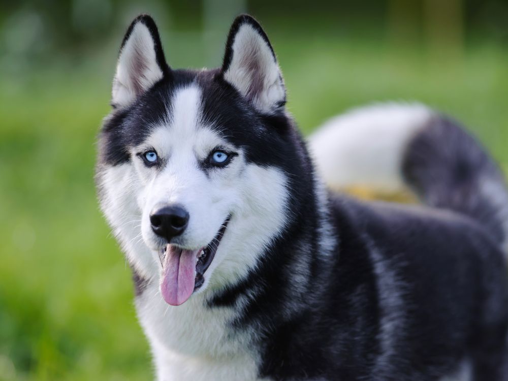 raça de cachorro que parece um lobo