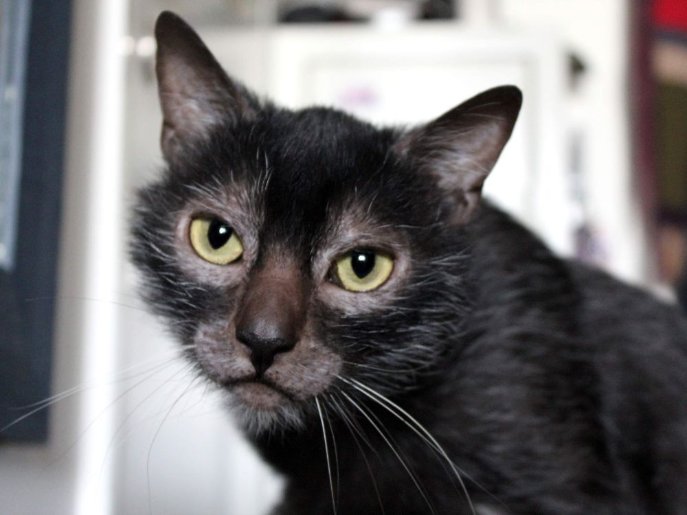 raças de gatos exóticas