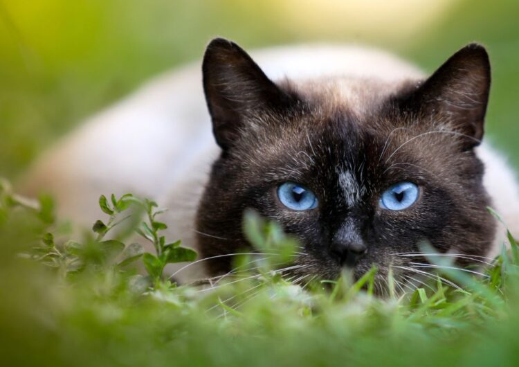 raças de gatos que se dão bem com crianças
