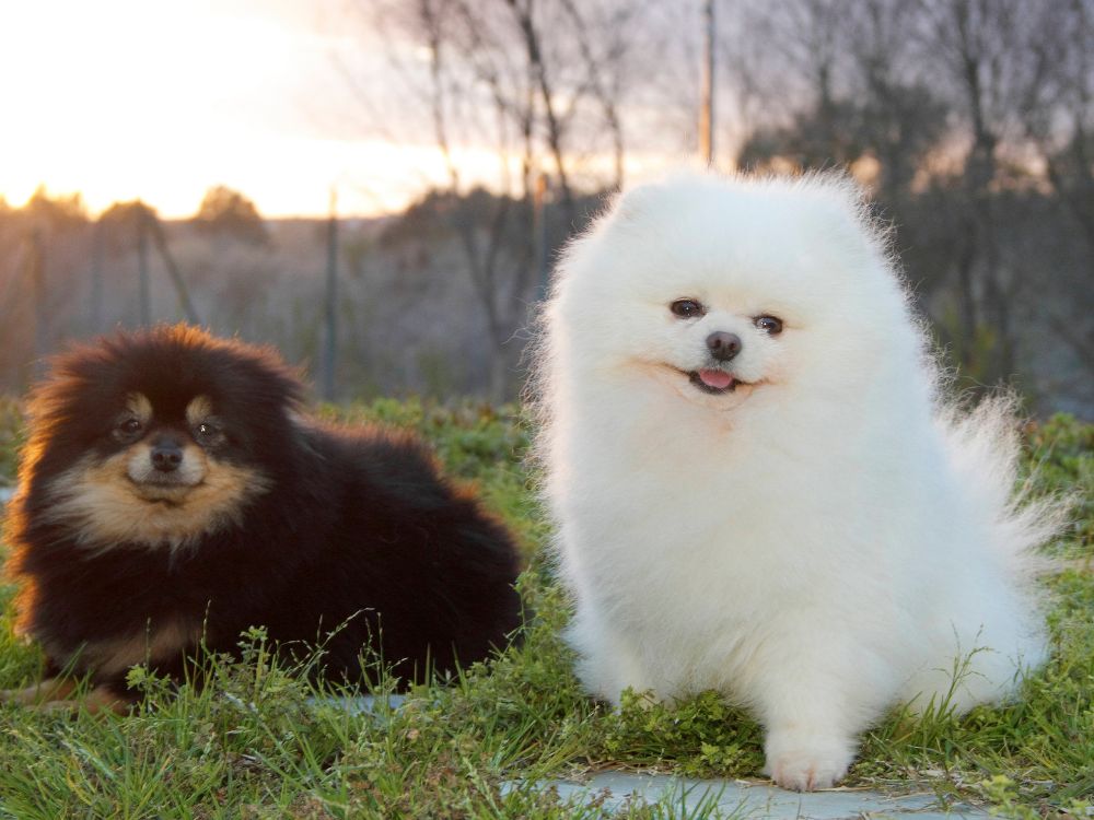 Qual o valor de um filhote de Lulu da Pomerânia? 3 valor de um filhote de Lulu da Pomerânia