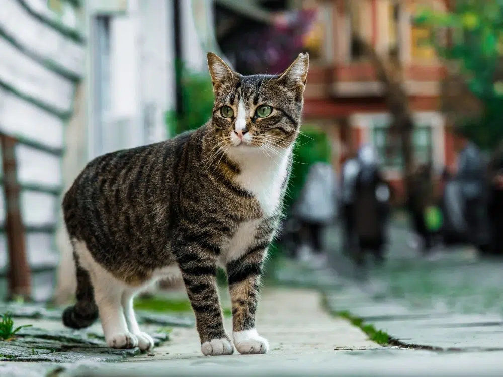 10 motivos para o gato não ter acesso à rua 1 10 motivos para o gato não ter acesso à rua