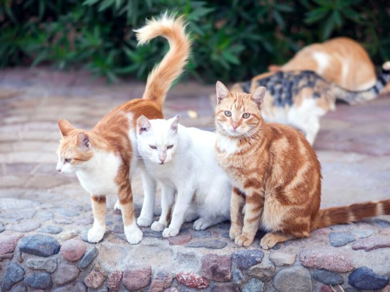 10 motivos para o gato não ter acesso à rua