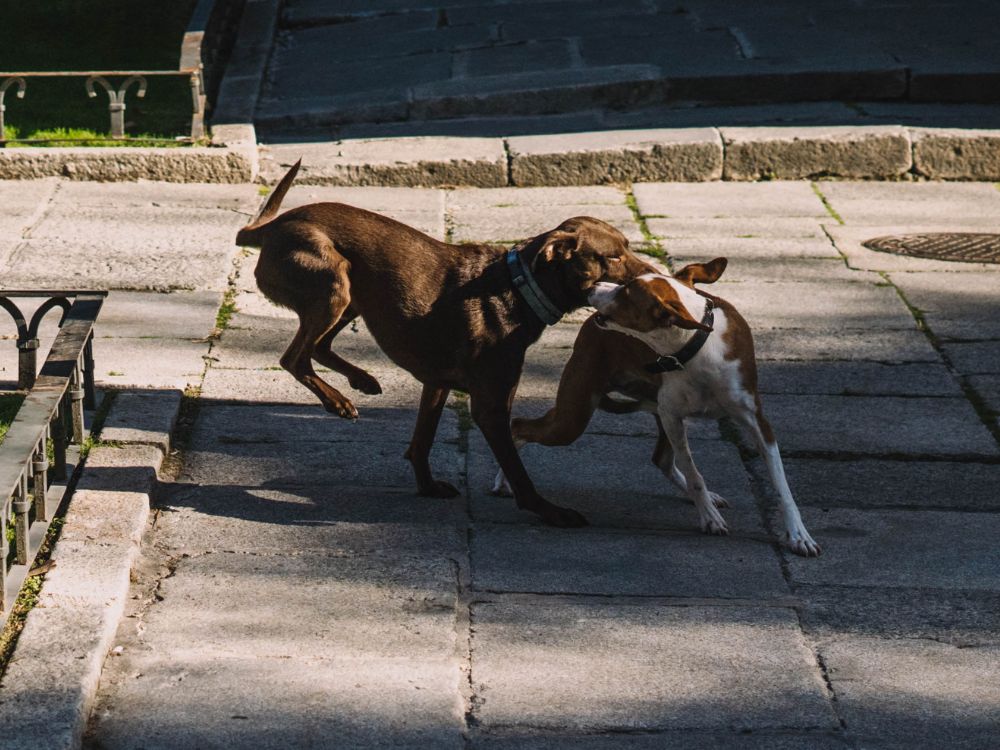 7 maneiras de gastar a energia do cachorro