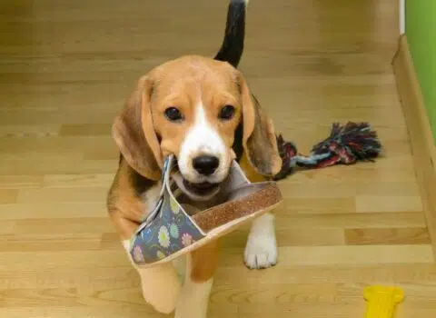 Como evitar que o cachorro coma objetos indesejados?
