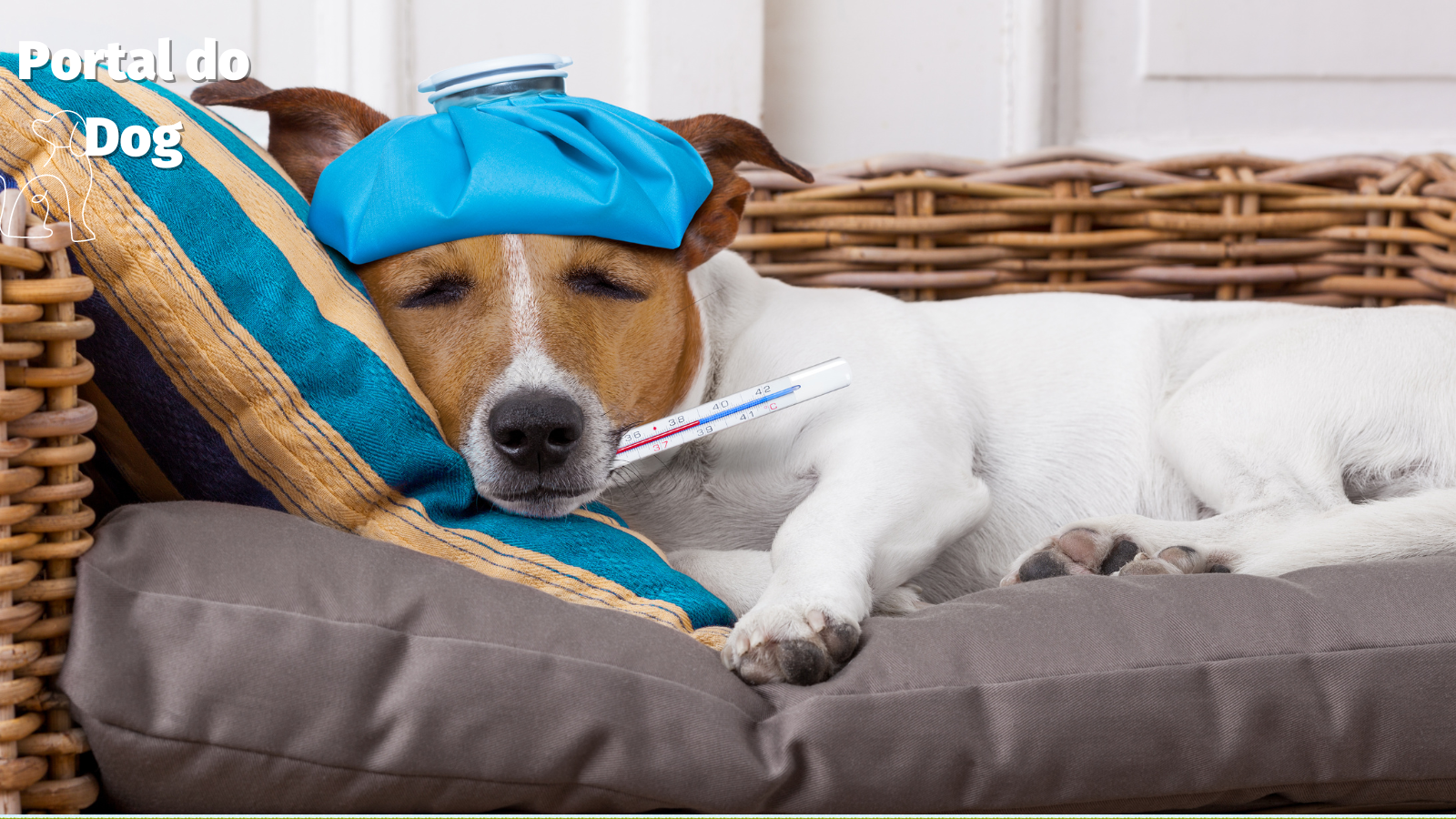 cachorro doente