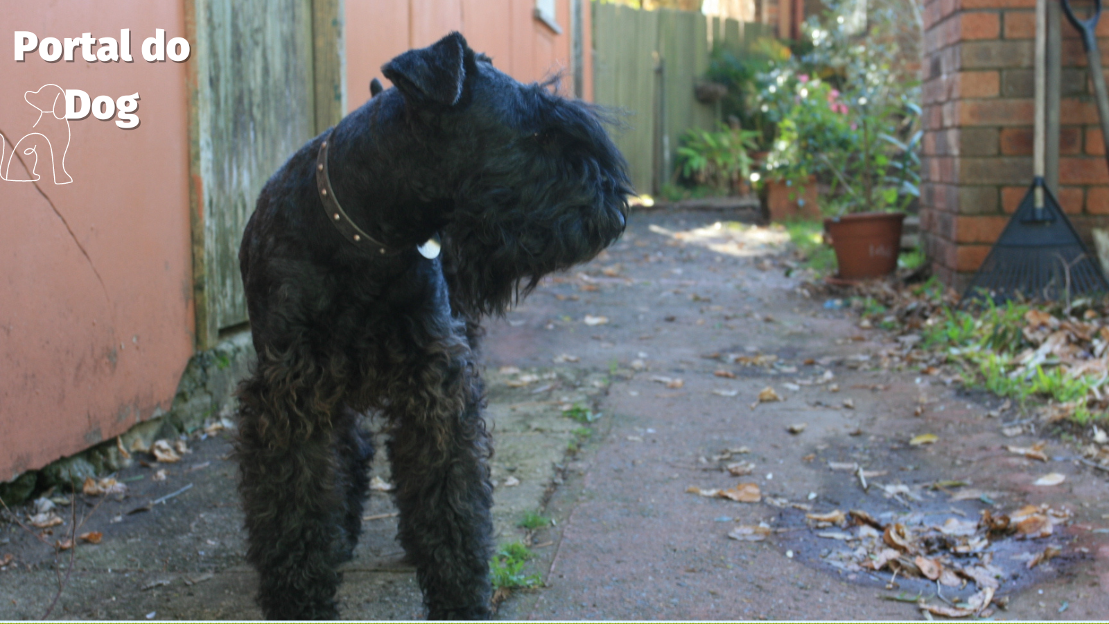 As 6 principais raças de cães azuis que você precisa conhecer 5 Kerry Blue Terrier