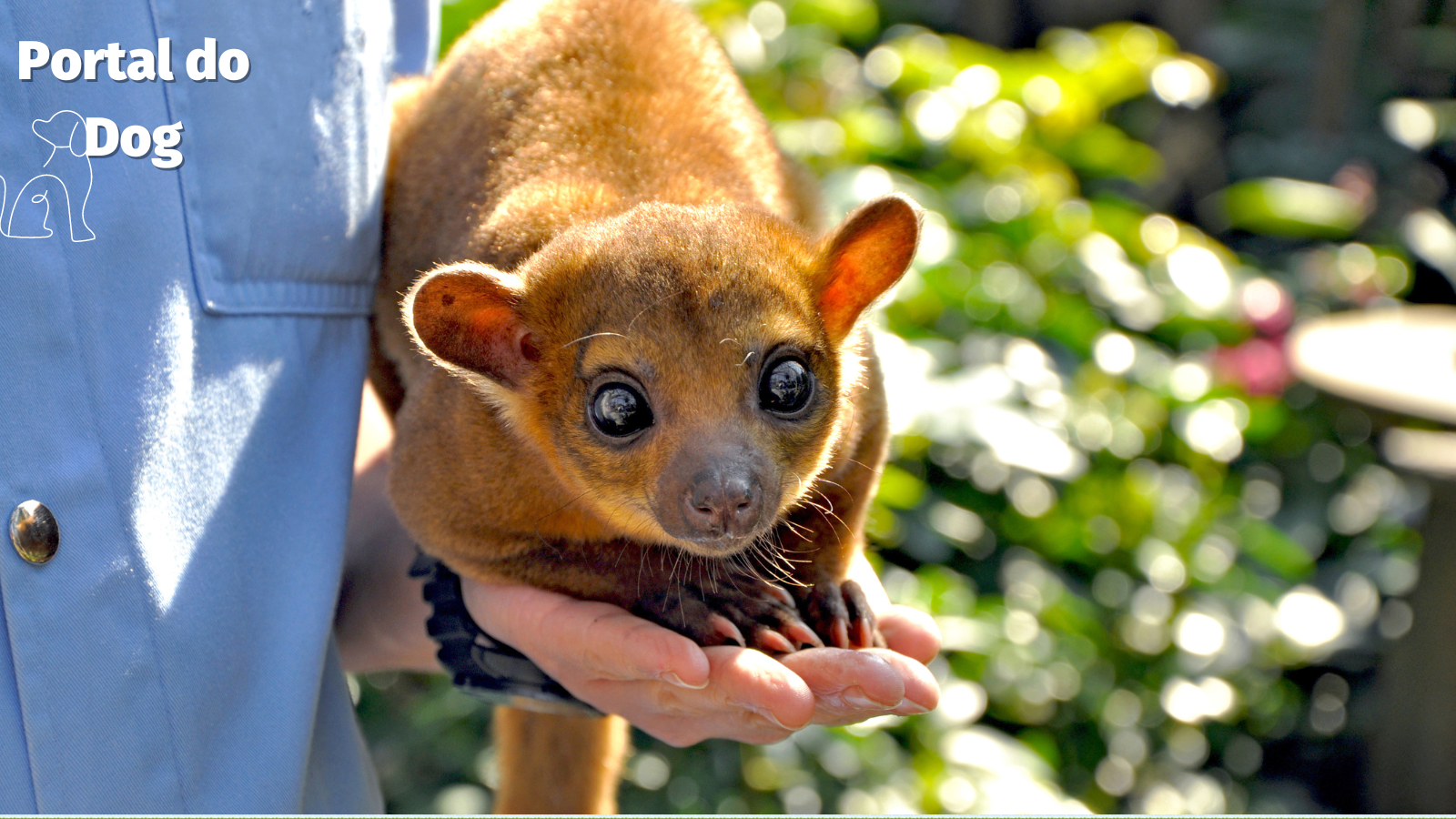 Jupará: o misterioso e fascinante kinkajou da floresta tropical 2 jupara