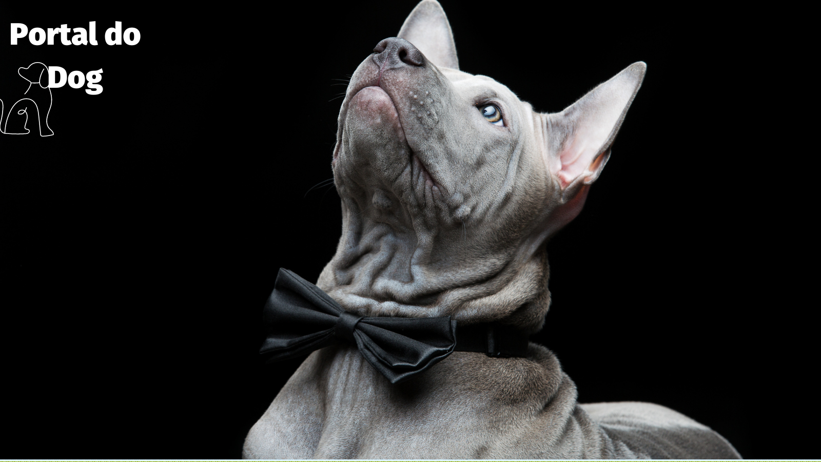 As 6 principais raças de cães azuis que você precisa conhecer 8 Portal do Dog 5