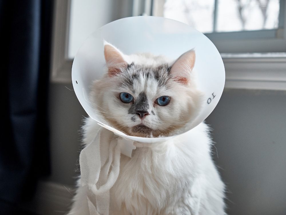 Problemas cardíacos em gatos