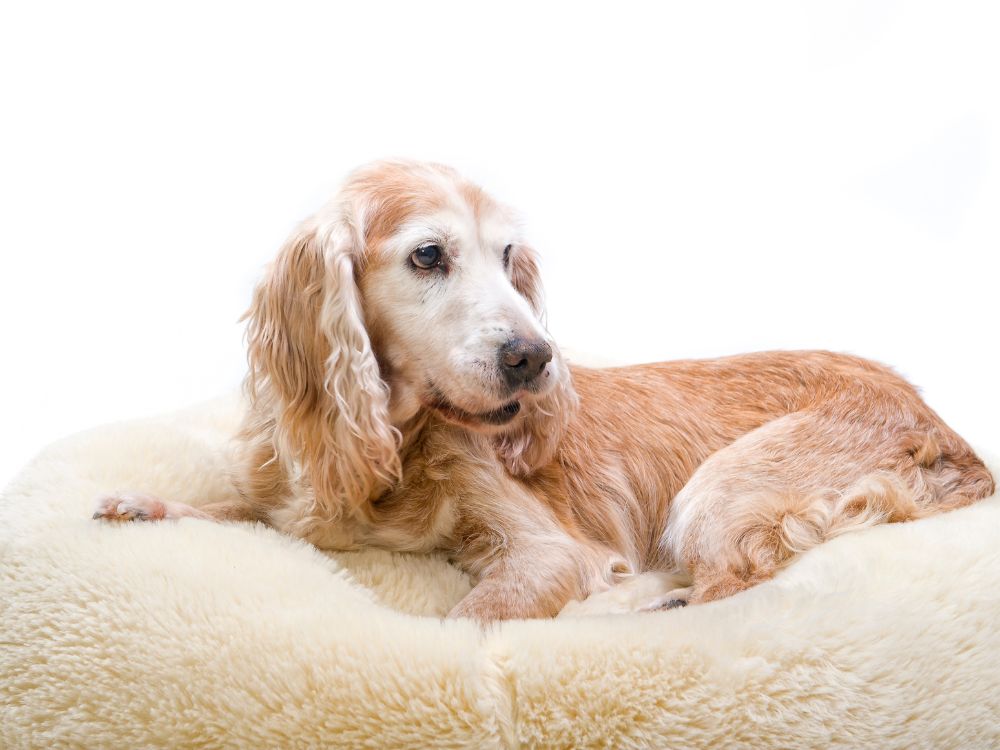 adaptar a casa para cães idosos com mobilidade reduzida