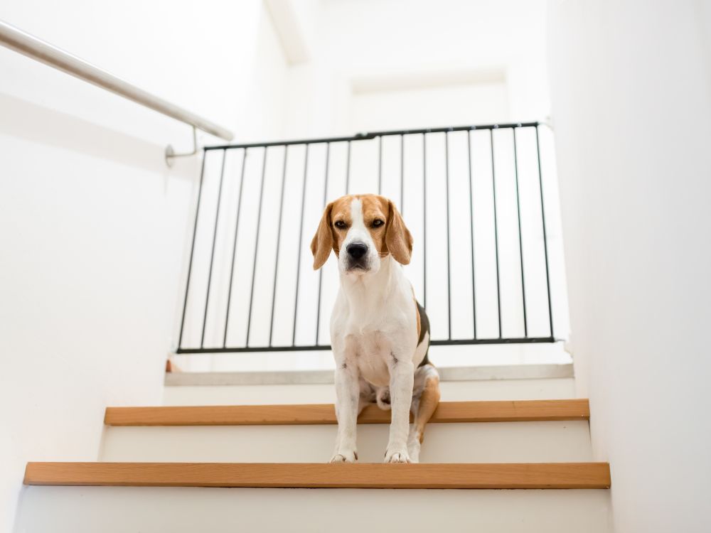 adaptar a casa para cães idosos com mobilidade reduzida