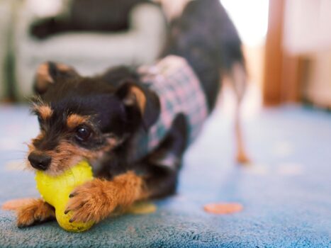 formas de exercitar o cachorro dentro de casa