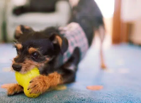 formas de exercitar o cachorro dentro de casa
