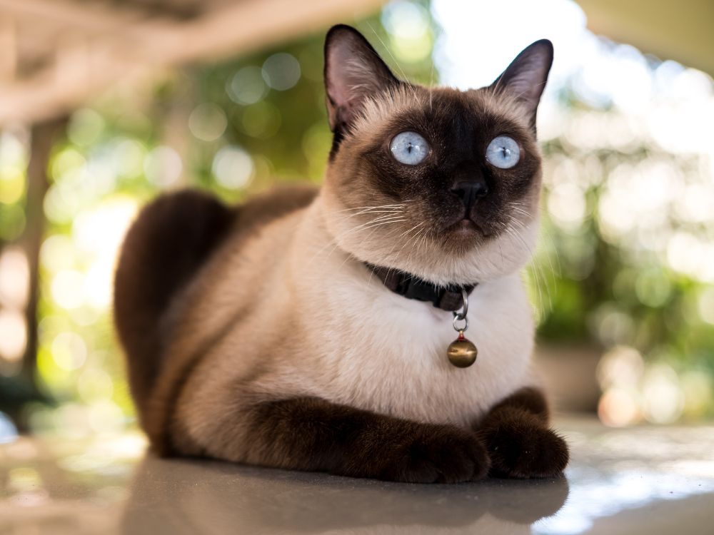gatos que não soltam pelo