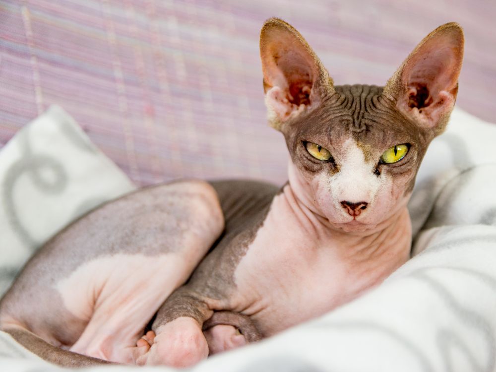 gatos que não soltam pelo