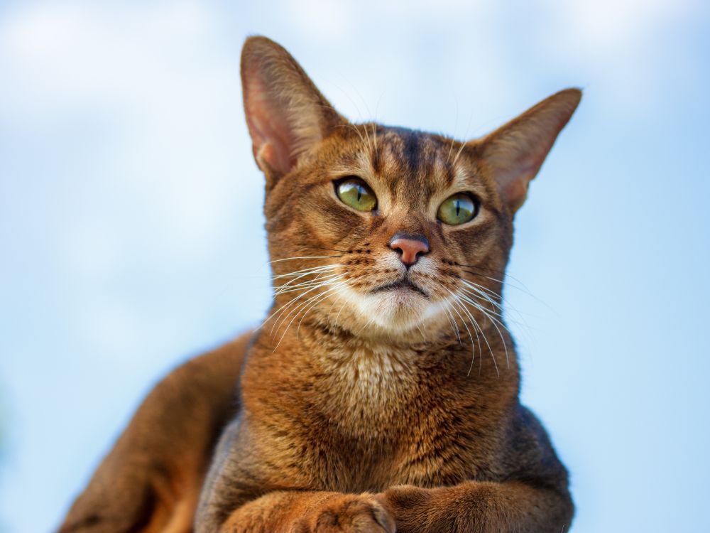 gatos que não soltam pelo