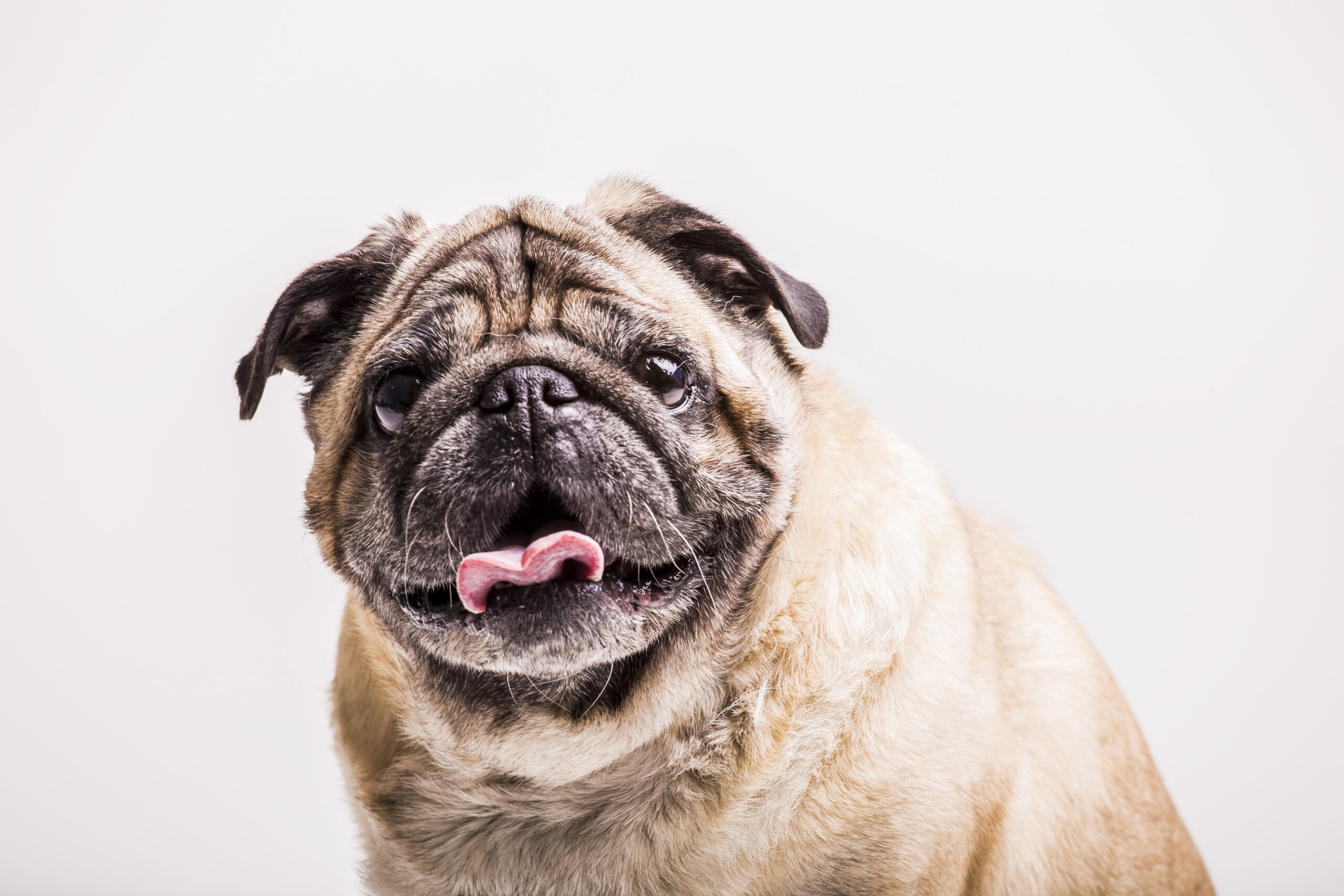 portrait pug dog with its tongue out looking camera scaled