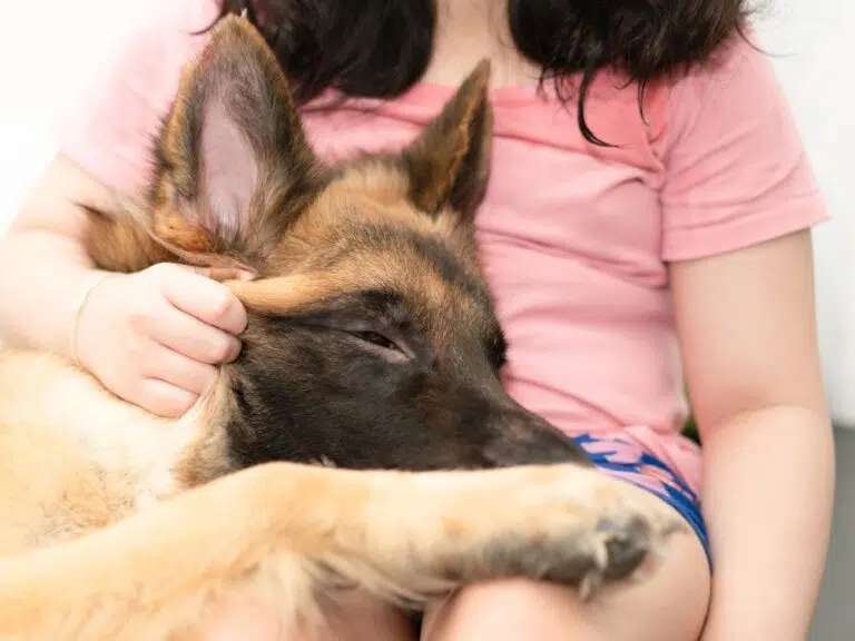 relação entre cães e humanos na história